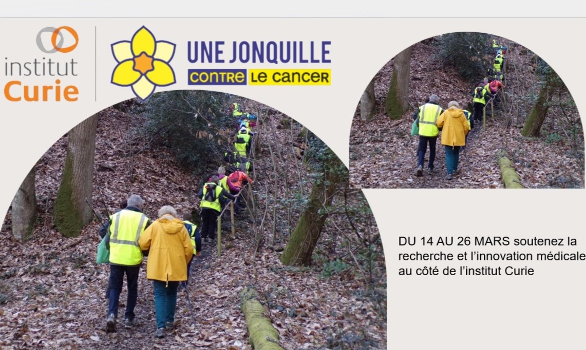 jonquille